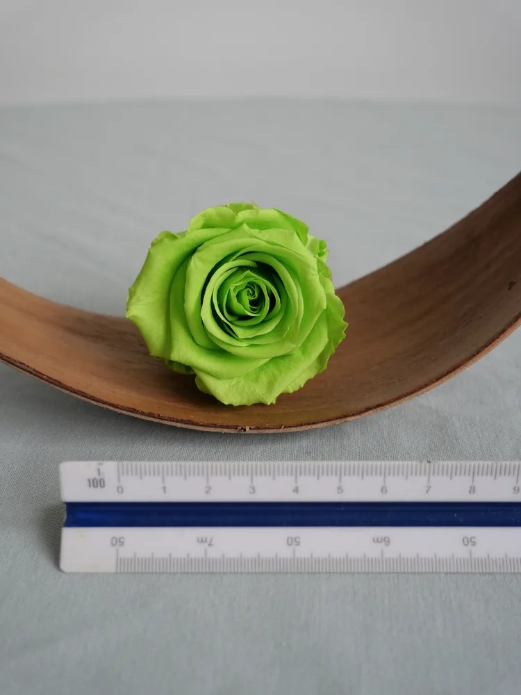 rose stabilisée vert