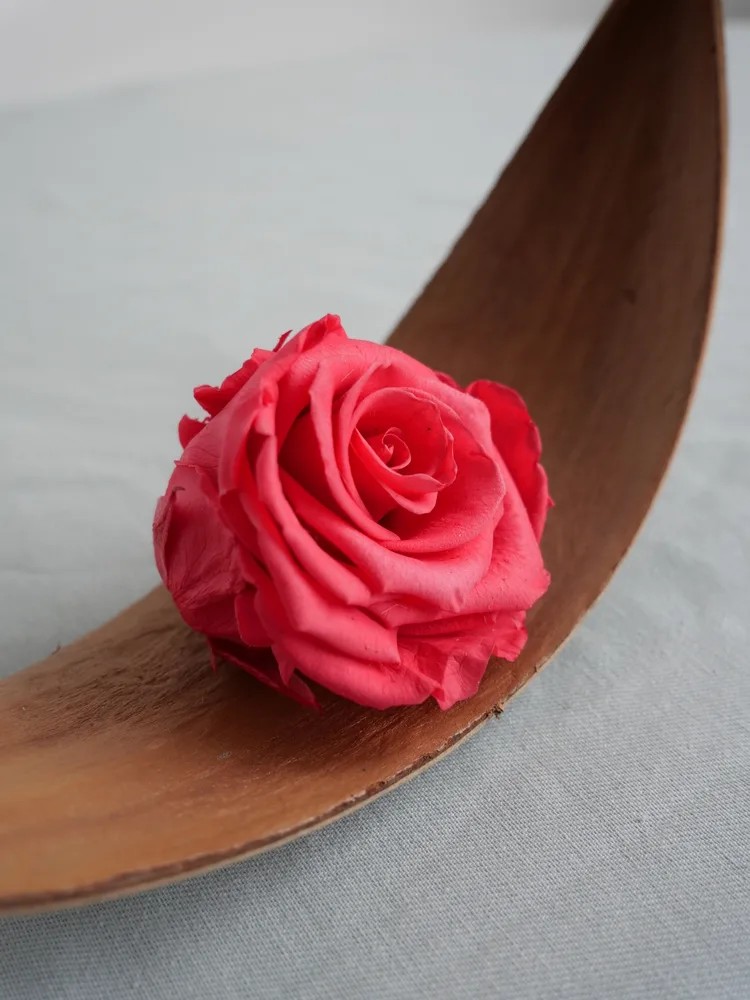 rose stabilisée rose