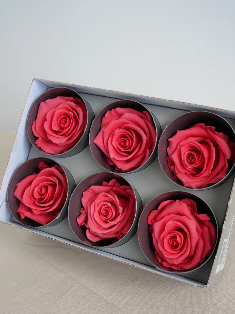 rose stabilisée rose