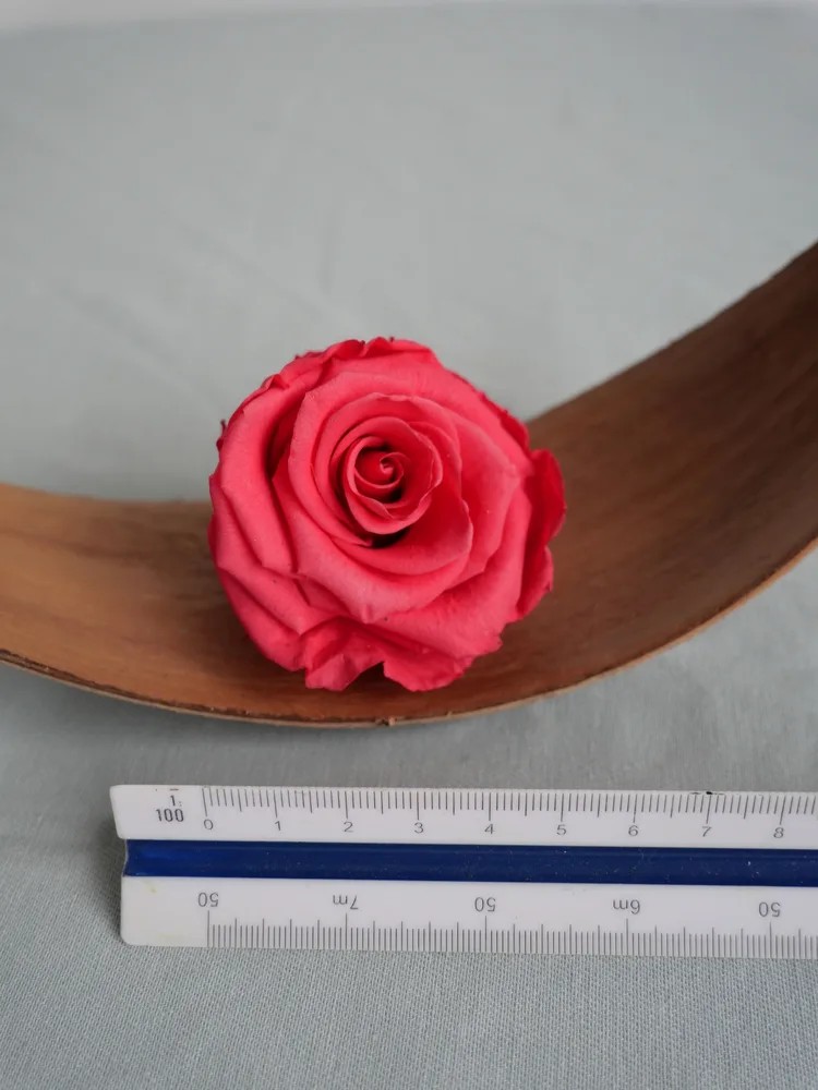 rose stabilisée rose