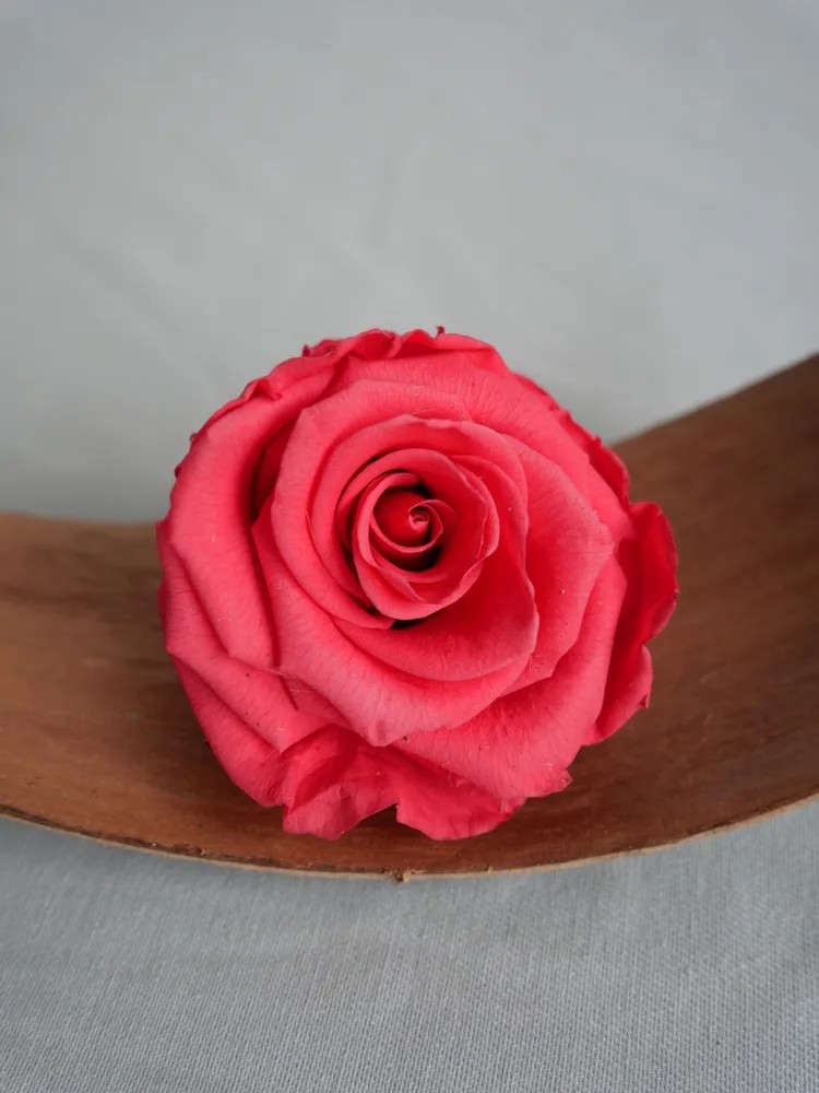 rose stabilisée rose