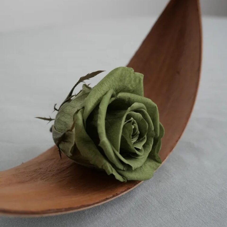 Rose Stabilisée X6