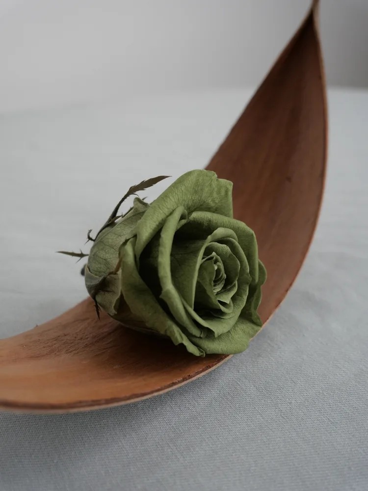 rose stabilisée vert thé