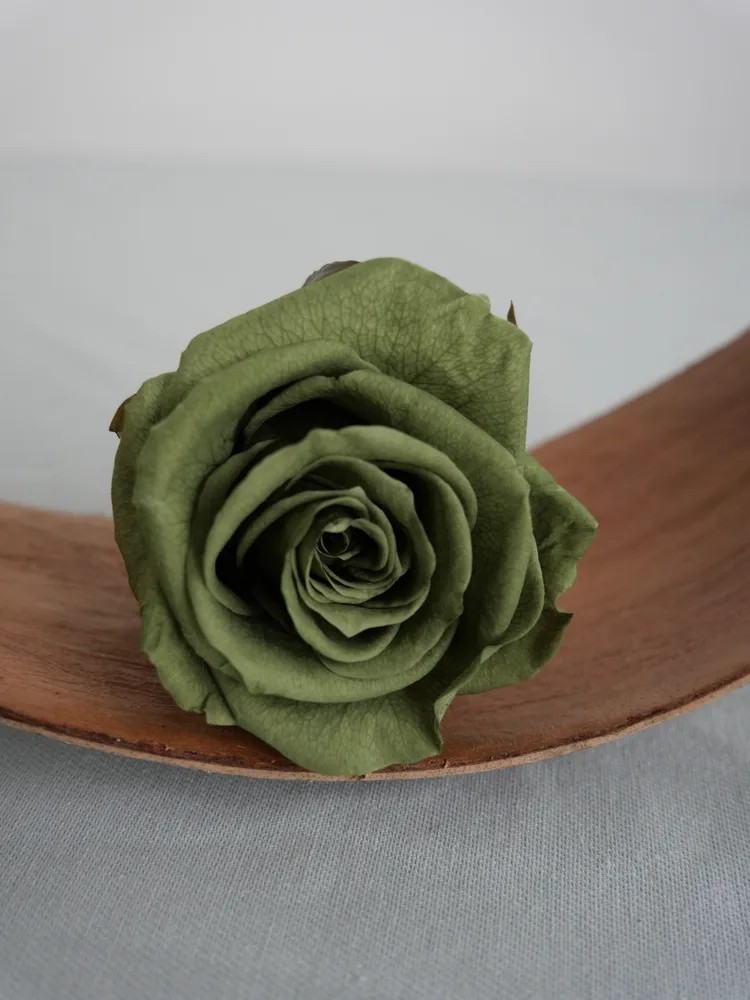 rose stabilisée vert thé