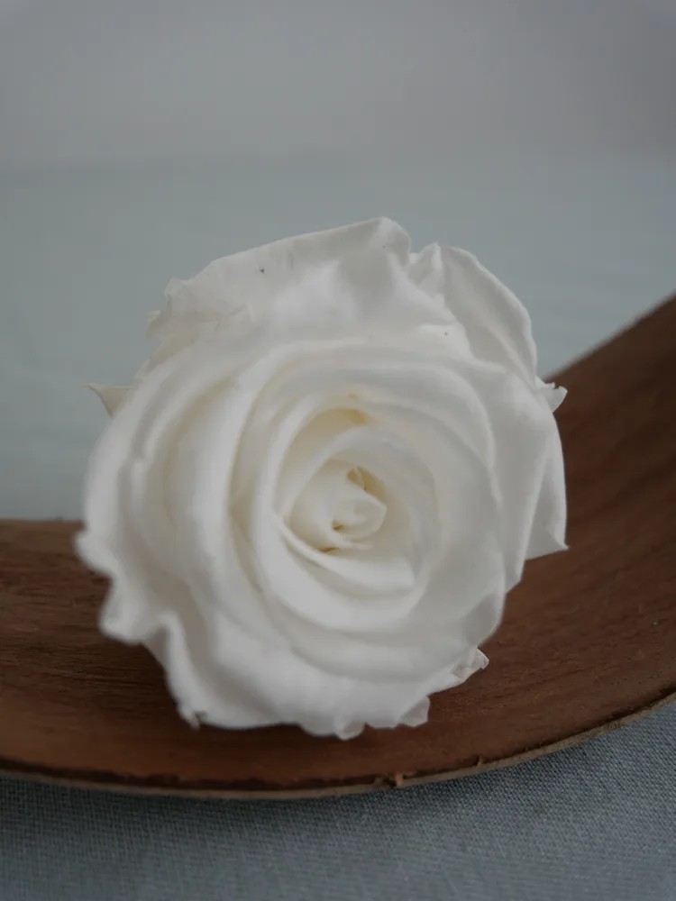 Rose Stabilisée X6