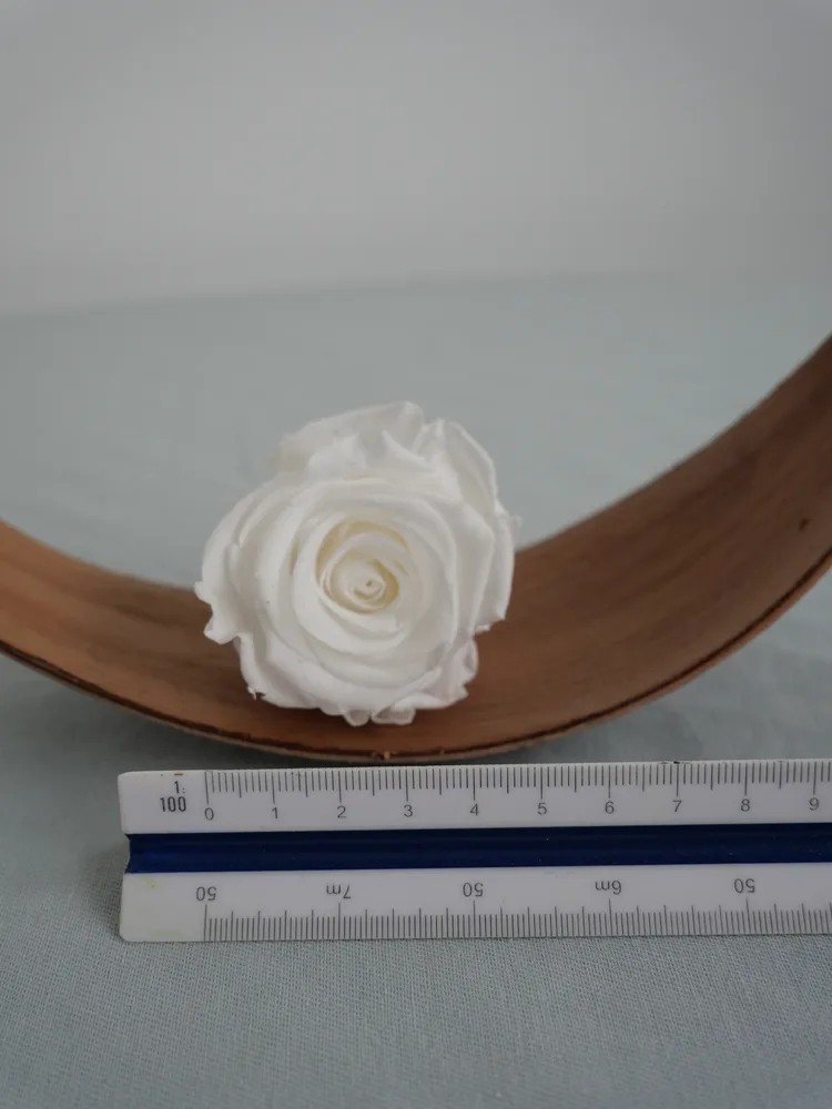 rose stabilisée blanche