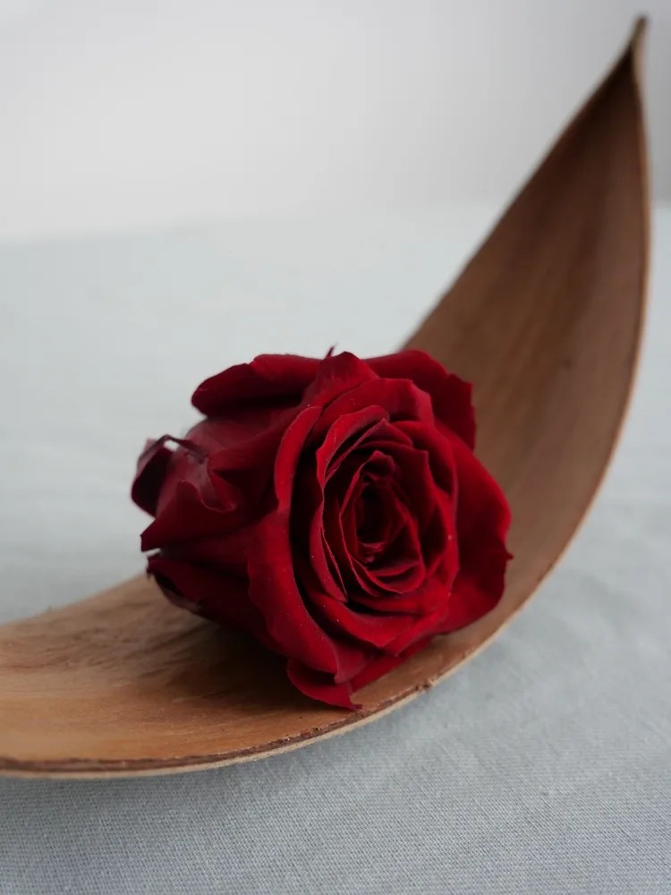 Rose stabilisée burgundy