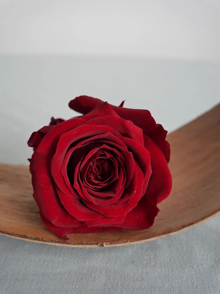 Rose stabilisée burgundy