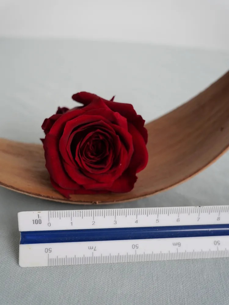Rose stabilisée burgundy dimension