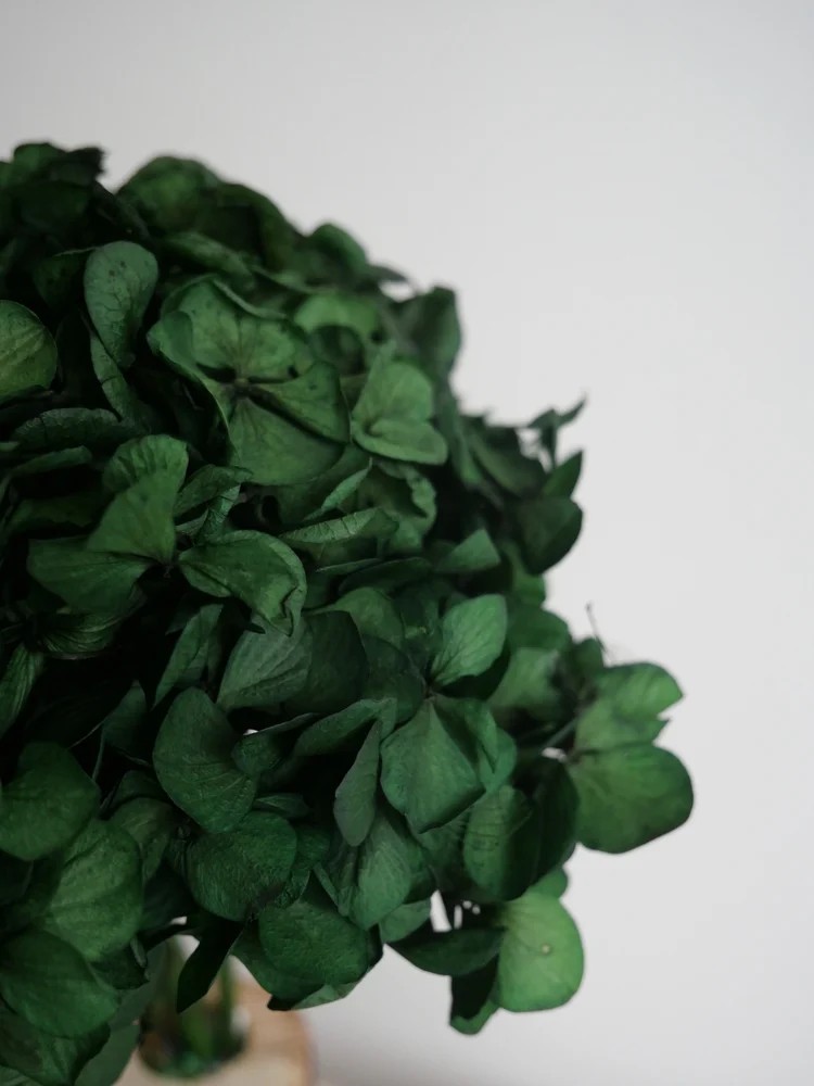 Hortensia vert Stabilisé