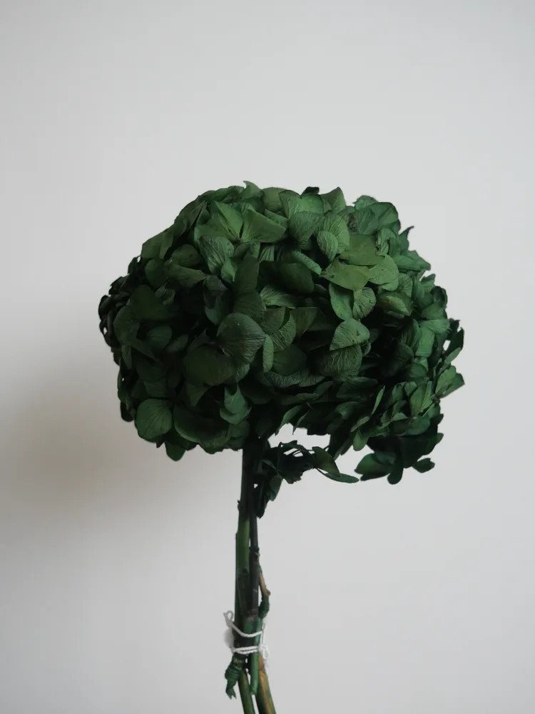 Hortensia Stabilisé vert bouquet