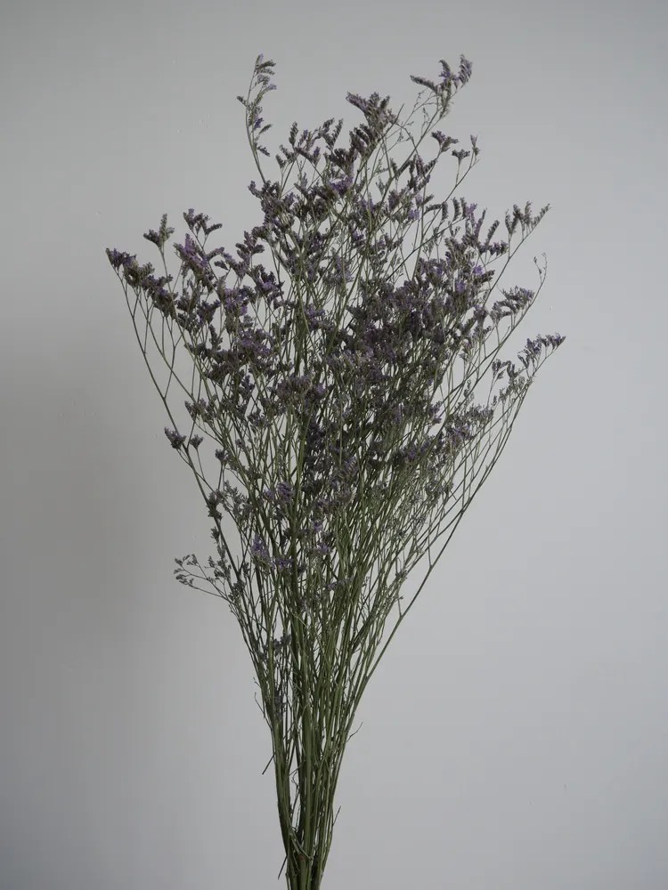 Limonium Stabilisé violet