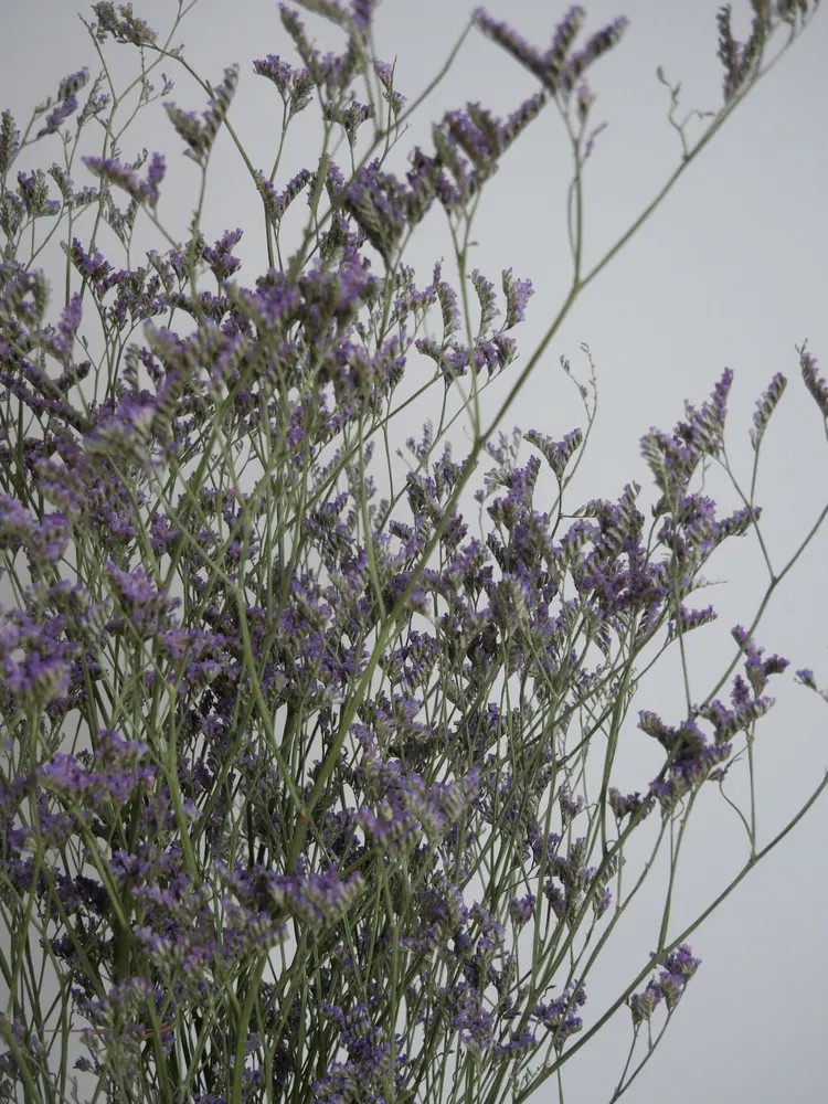 Limonium Stabilisé violet détails