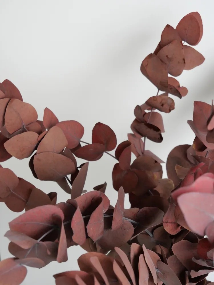 Eucalyptus cinerea rouge stabilisé détails