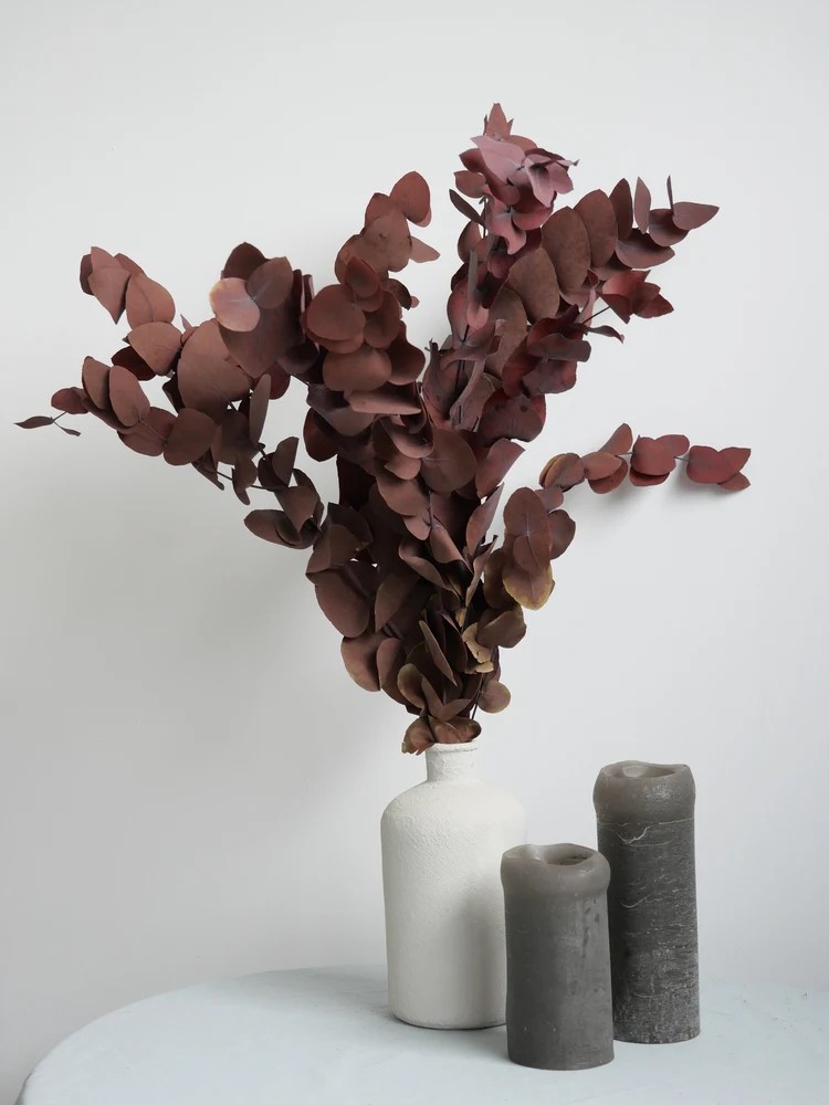 Eucalyptus cinerea rouge stabilisé décoration intérieure