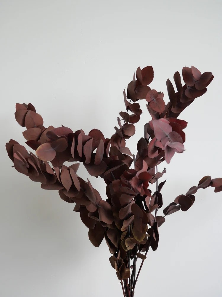 Eucalyptus cinerea rouge stabilisé