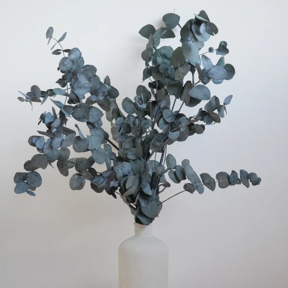 Eucalyptus Cinerea Stabilisé