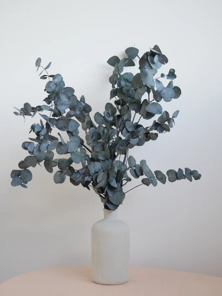 Eucalyptus cinerea vert stabilisé décoration intérieure