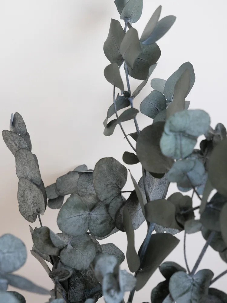 Eucalyptus cinerea vert stabilisé détails
