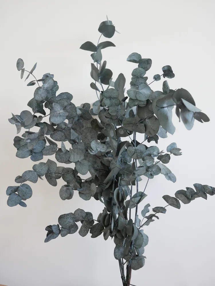 Eucalyptus cinerea vert stabilisé