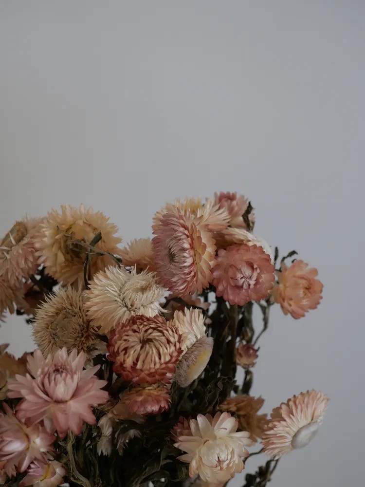 Immortelle Séchée détails