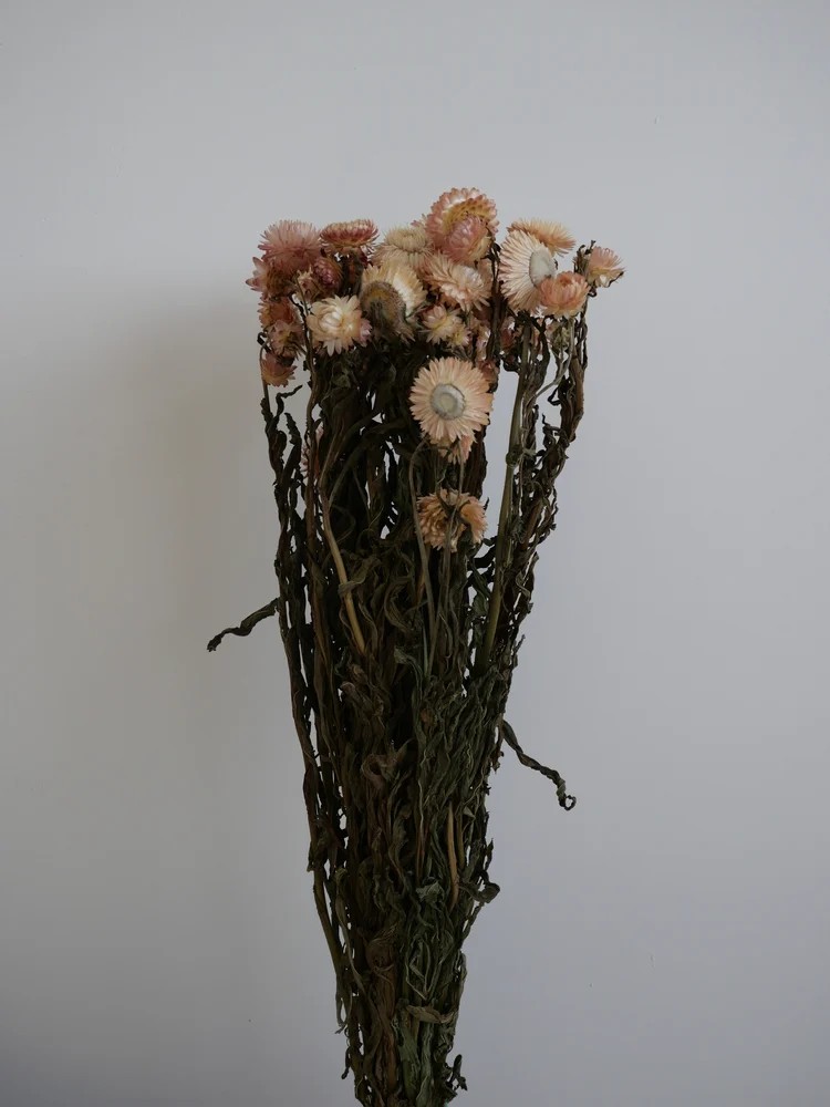 Immortelle Séchée bouquet