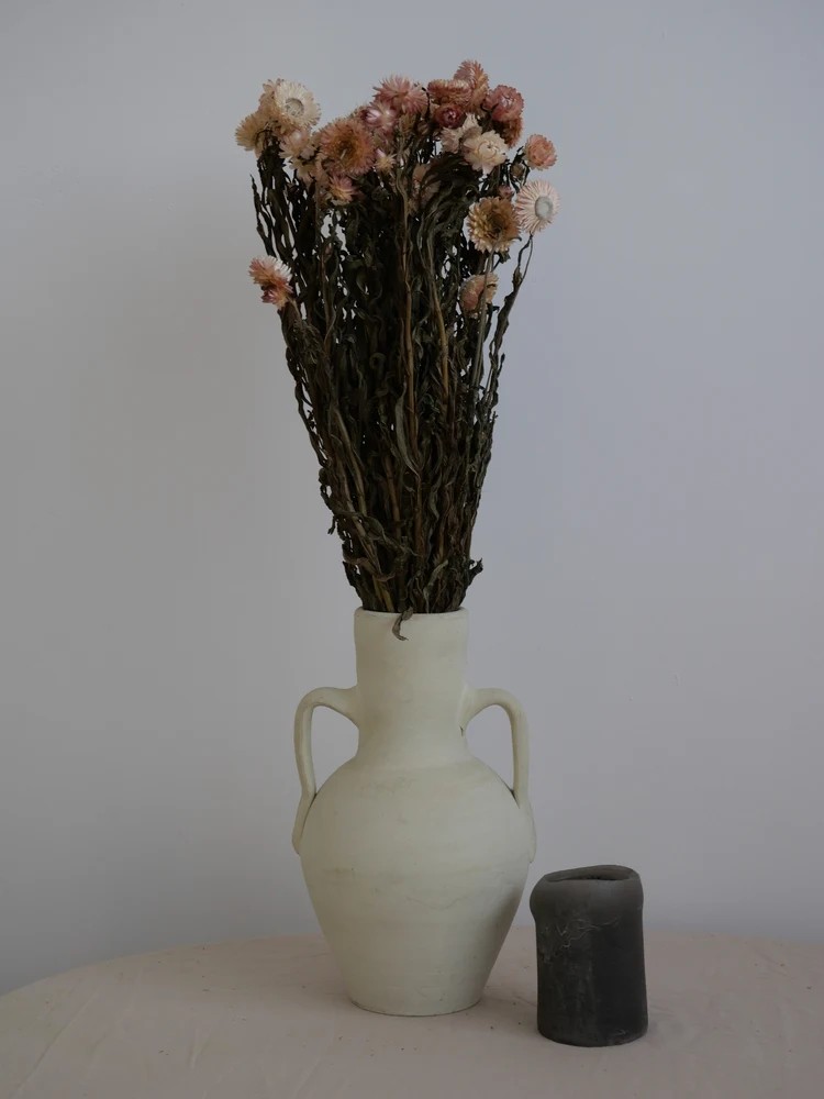 Immortelle Séchée