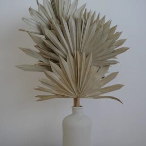 Palm Sun Séchée