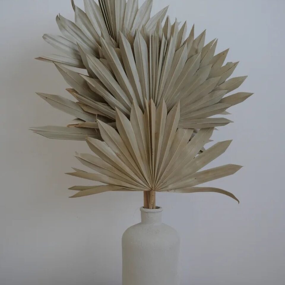 Palm Sun Séchée