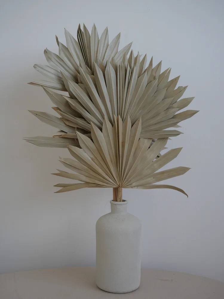 Palm Sun Séchée