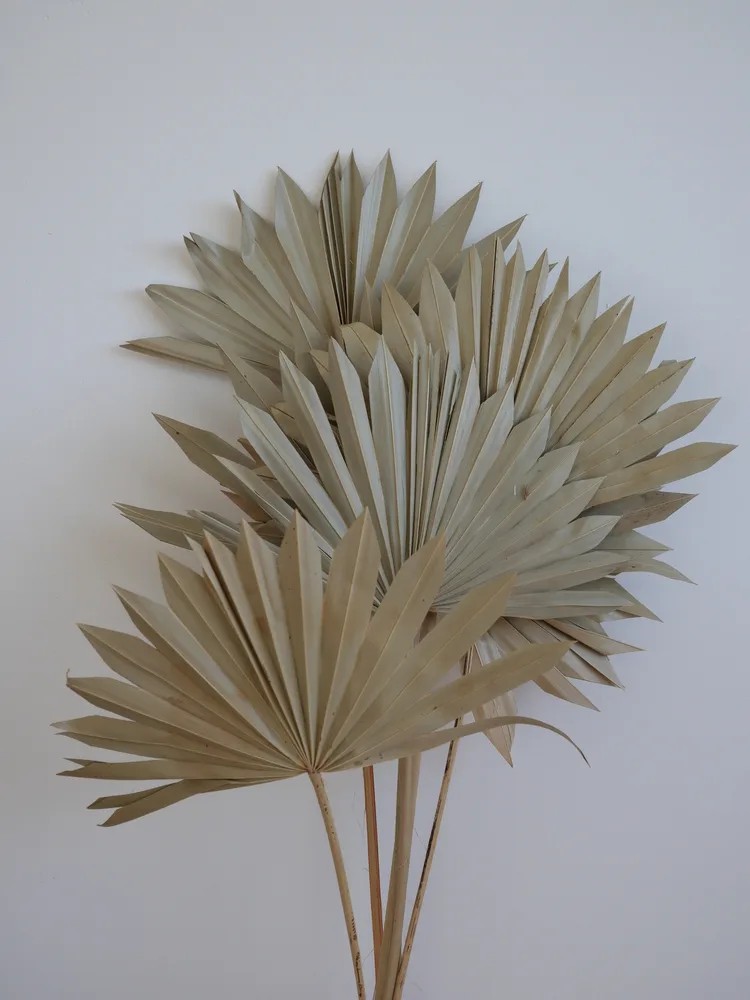 Palm Sun Séchée décoration d'intérieure