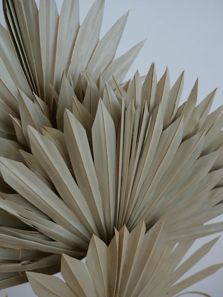 Palm Sun Séchée bouquet