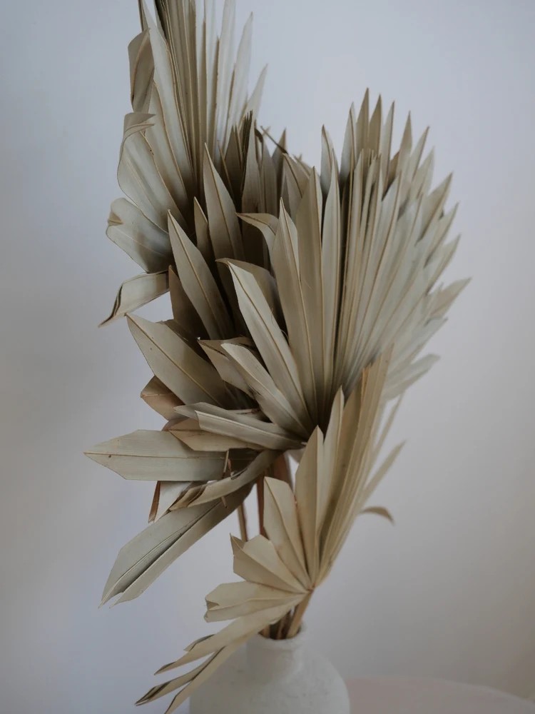 Palm Sun Séchée art floral