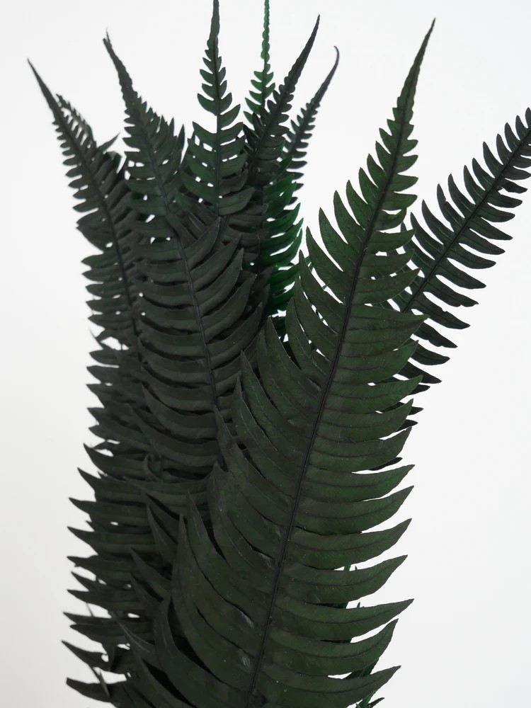 Fougère rock fern stabilisée détails