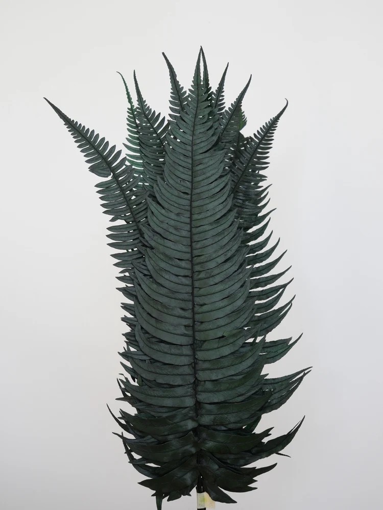 Fougère rock fern stabilisée