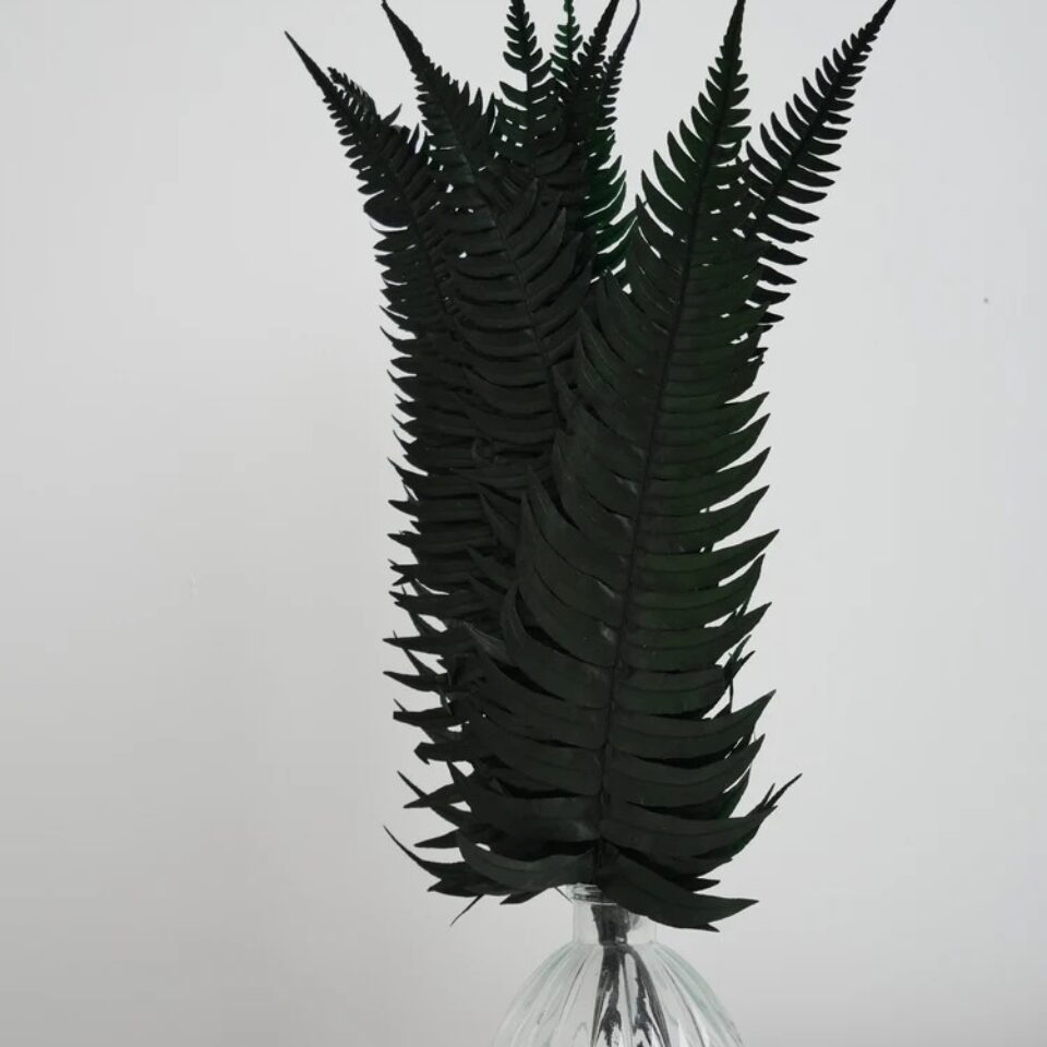 Fougère Rock Fern Stabilisée