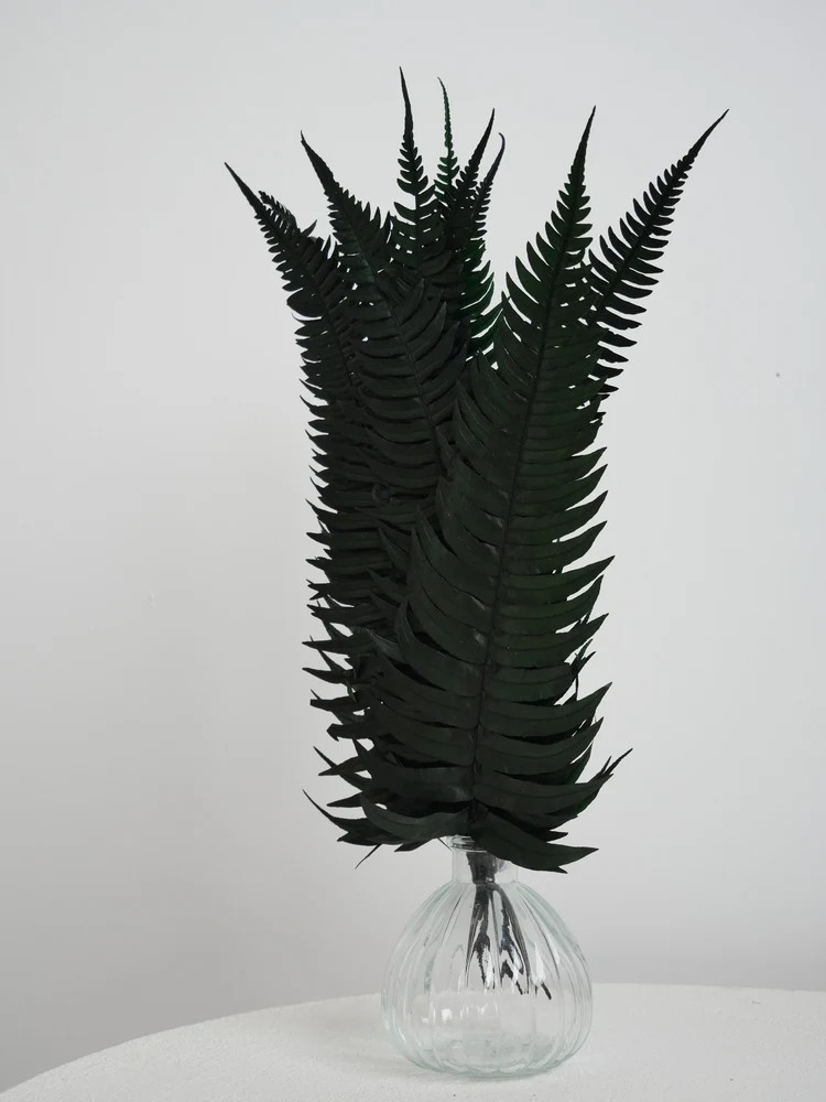 Fougère rock fern stabilisée décoration intérieure