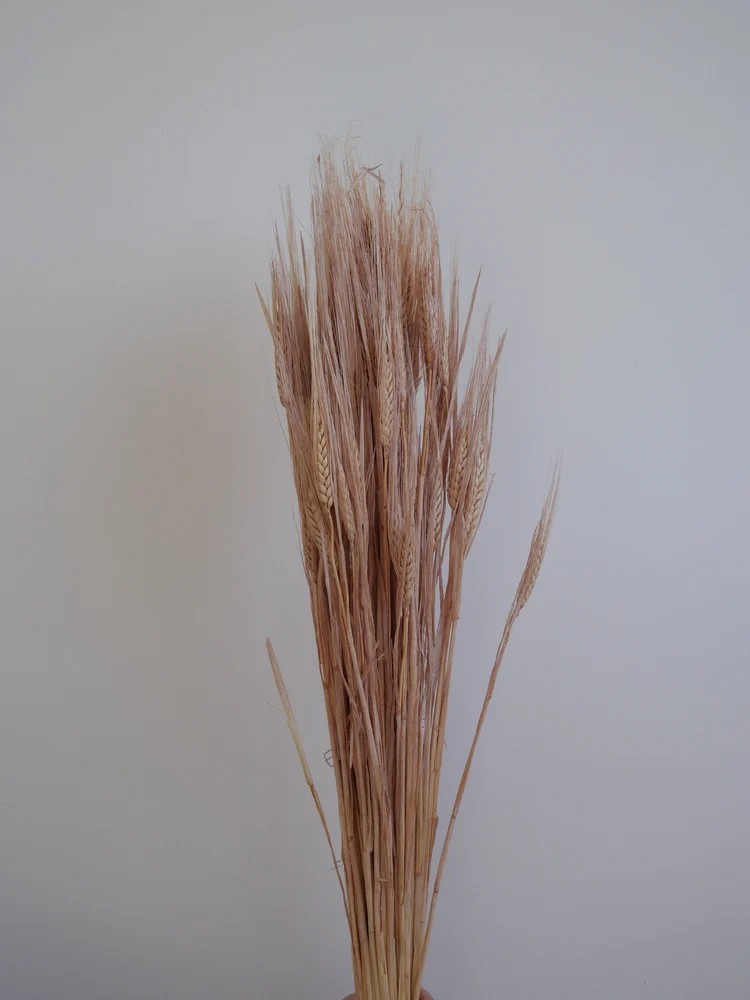blé séché rose paquet