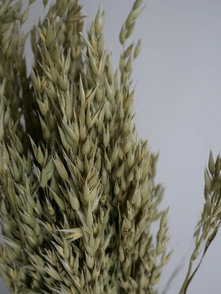 Avoine séché naturel détails