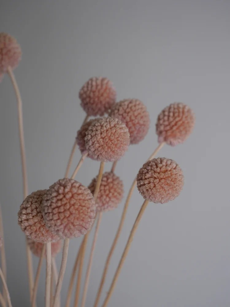 Craspedia stabilisée rose