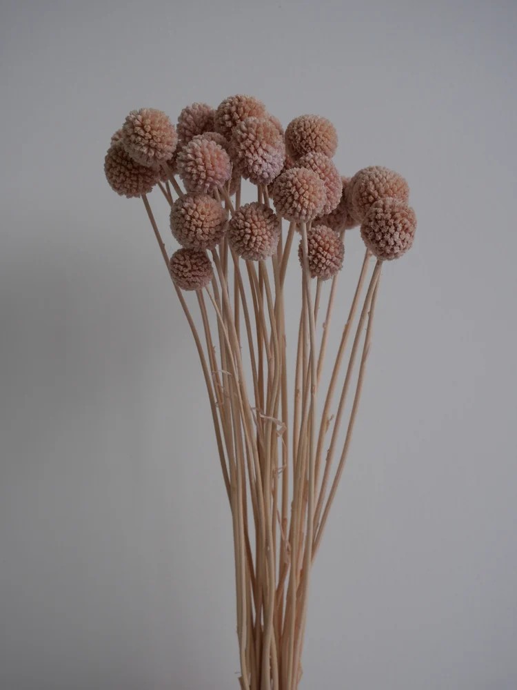 Craspedia stabilisée rose bouquet