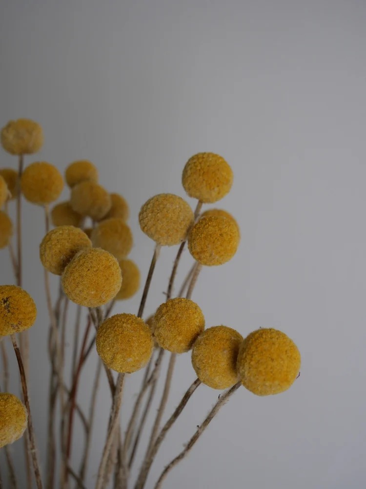Craspedia stabilisée jaune
