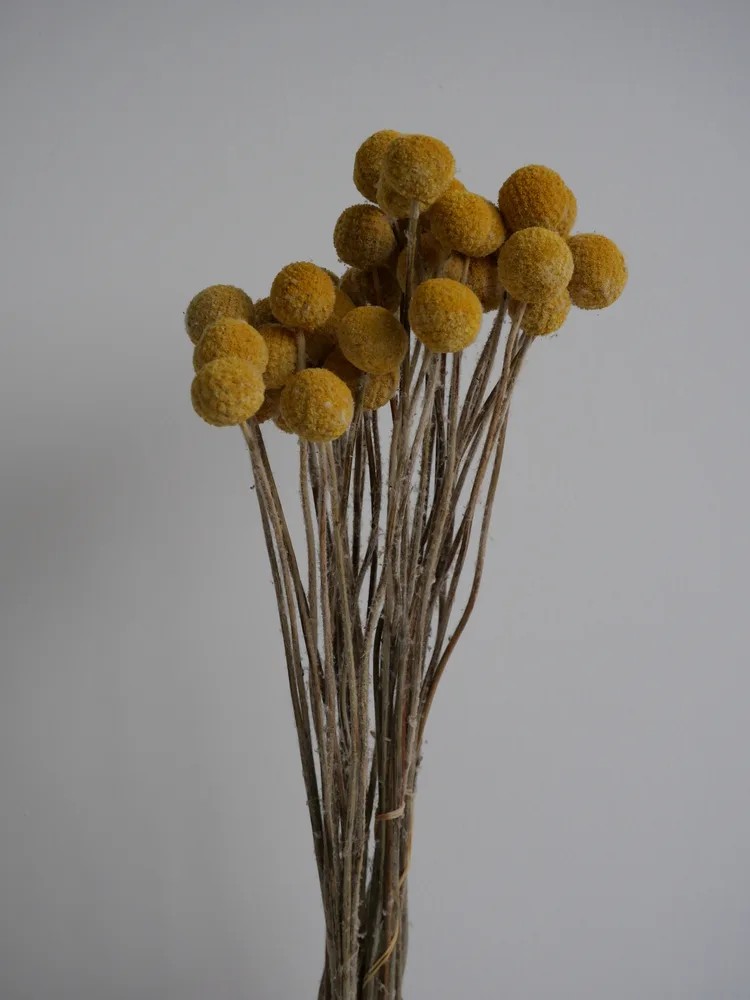 Craspedia stabilisée jaune bouquet
