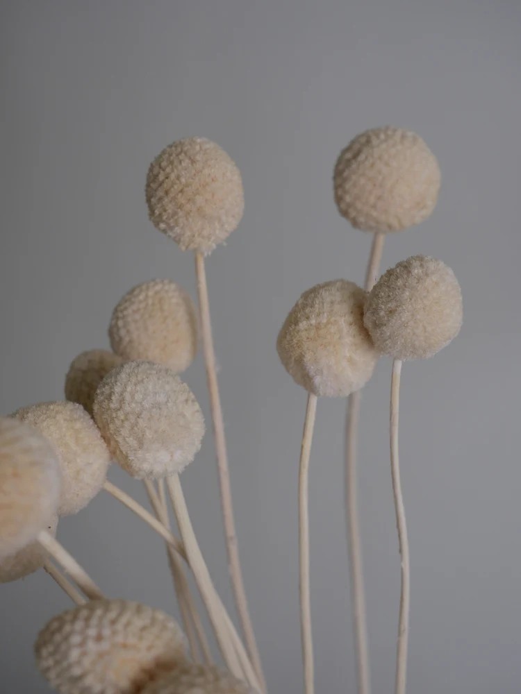 Craspedia stabilisée blanc