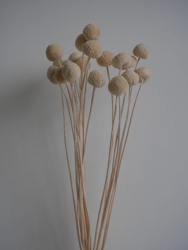 Craspedia stabilisée blanc bouquet