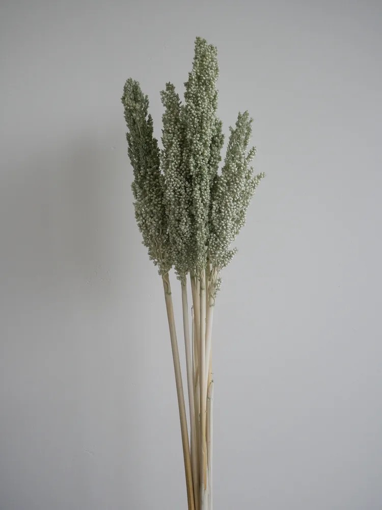 Sorghum Stabilisé