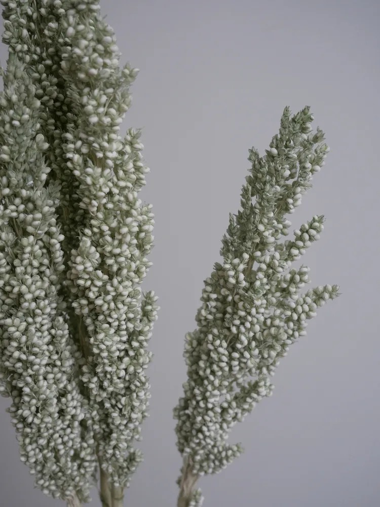 Sorghum Stabilisé vert détails