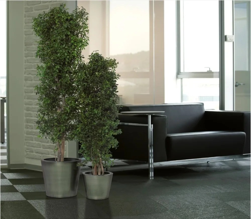 Arbre Tenuifolium stabilisé dans salon