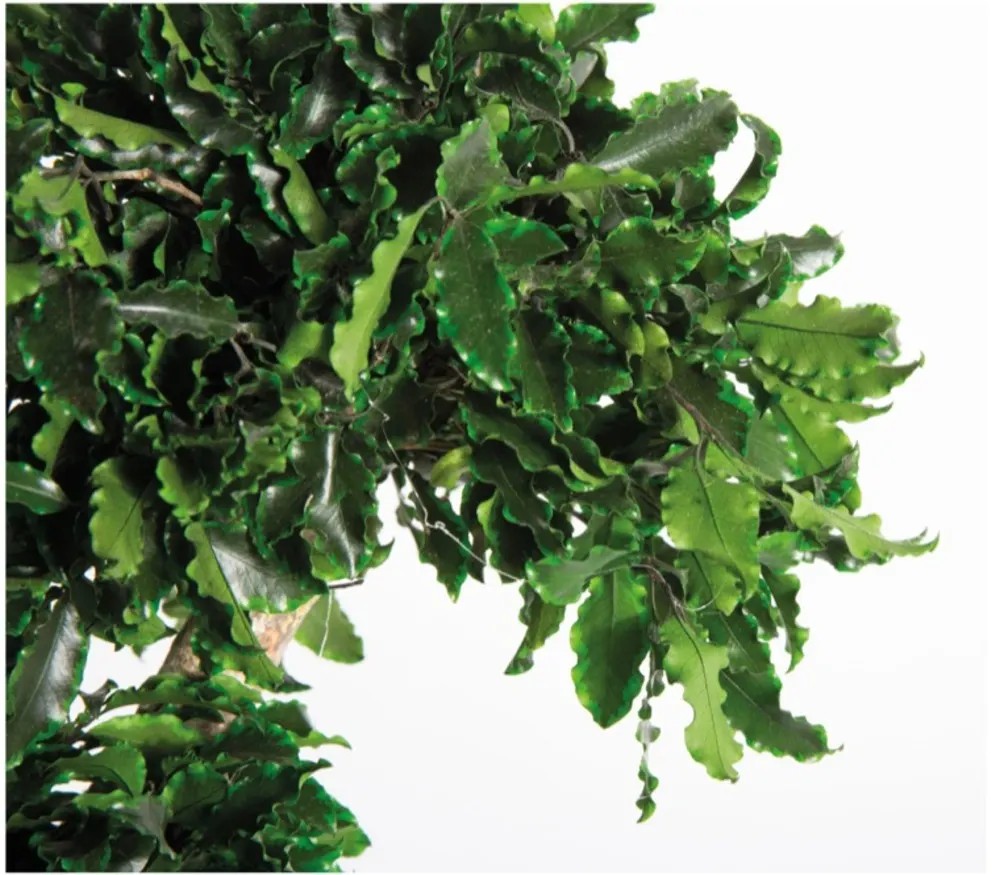 Arbre Tenuifolium stabilisé