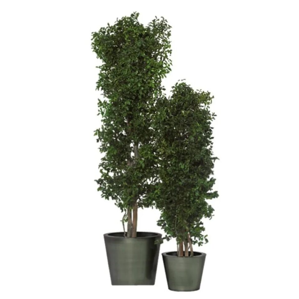 Arbre Tenuifolium Slim Vert Stabilisé